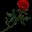 Icon of Red Rose